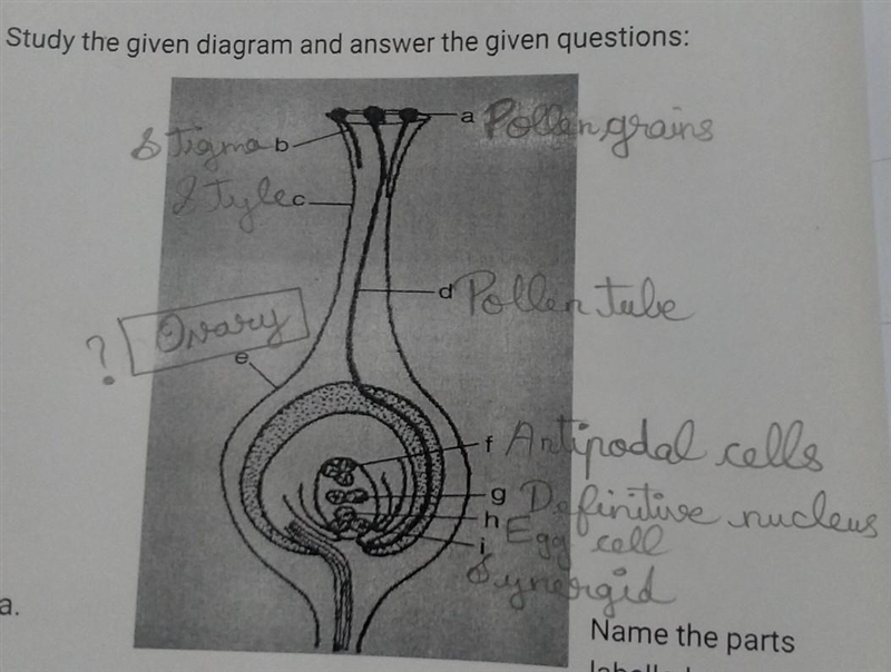 Please solve this easy question:- → What is part "e"?​-example-1