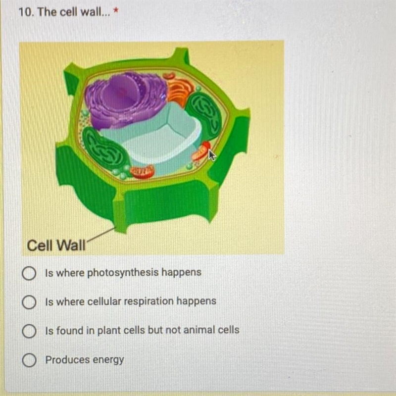 10. The cell wall... * OIs where photosynthesis happens OIs where cellular respiration-example-1