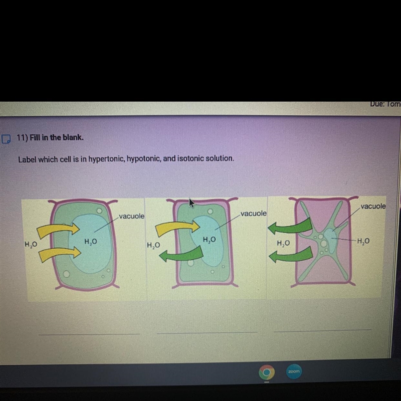 Label which cell is in hypertonic, hypotonic, and isotinoc solution.-example-1