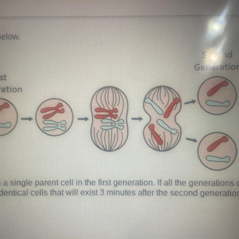 Imagine that this is the process begins with a single parent cell in the first generation-example-1