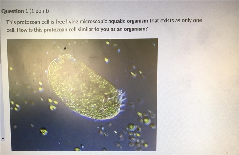 Help please Cells in both organisms exhibit all of the characteristics of life to-example-1