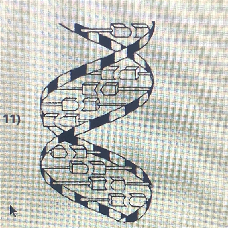 In the diagram of a polymer above , the repeating subunits are known as A) amino acids-example-1