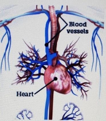 What is one function of the organ system shown? A. To transport nutrients to cells-example-1