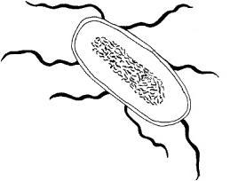 You're looking at a sample from your patient under the microscope. Does your patient-example-1