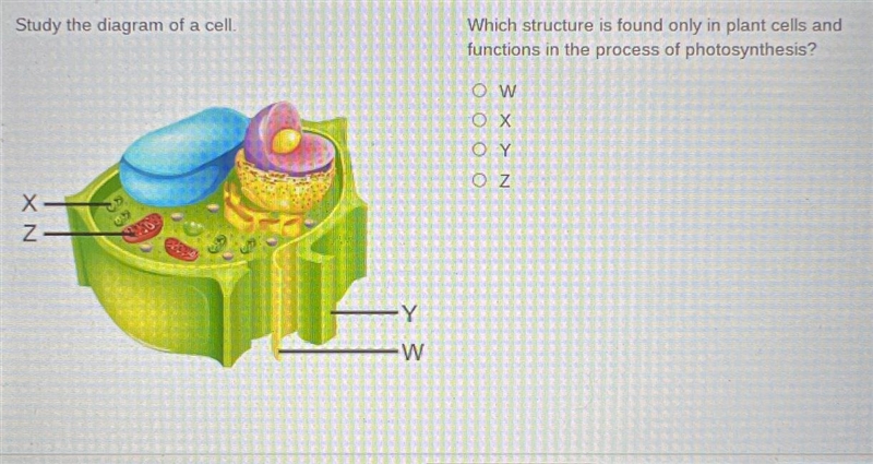 Which structure is found only in plant cells and functions in the process of photosynthesis-example-1