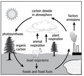 The model shows a carbon cycle in an ecosystem. Which process decreases the amount-example-1