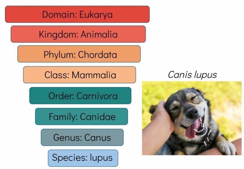 Which taxon is the most general and contains the greatest diversity of organisms? A-example-1