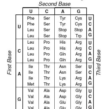 Choose the bases that would form the codon that represents the amino acid Serine (ser-example-1