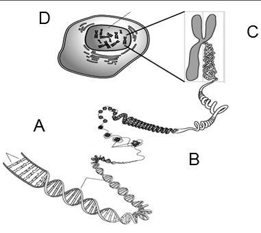 Answer asap!! ------------------------------------------------ identify the structures-example-1