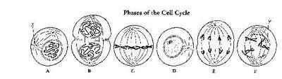 Which is Metaphase? A C E F-example-1