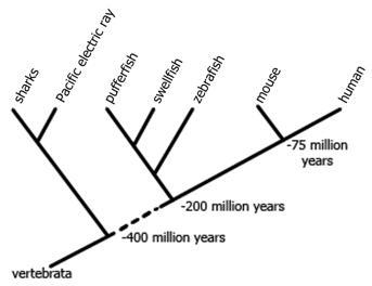 A phylogenetic tree is shown. Which two organisms are most closely related to each-example-1