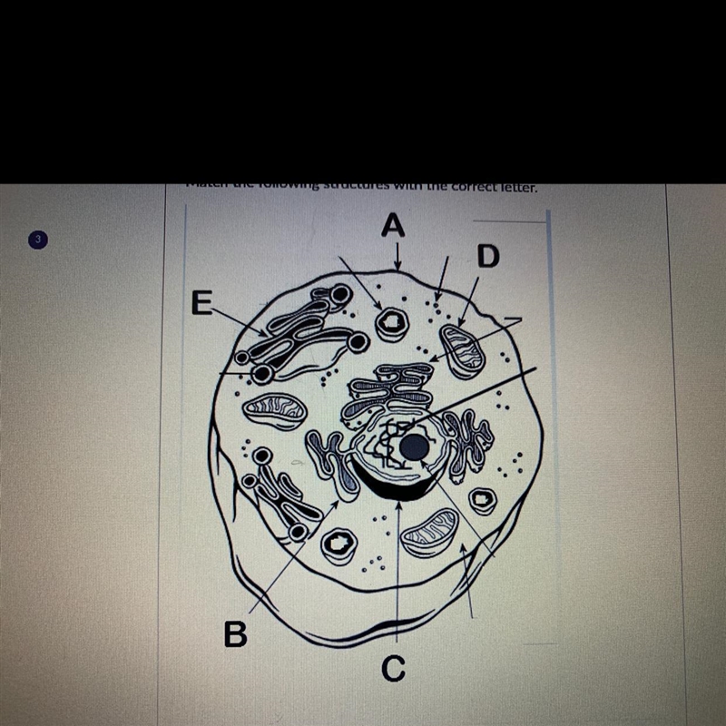 Match the following structures with the correct letter. A B C D E-example-1