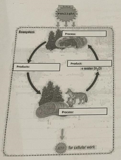 What organelle is responsible for the process at the top of the diagram?-example-1