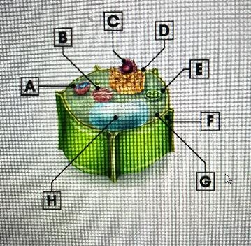 Which organelle stores water and helps to maintain the plant cell shape? (4 points-example-1