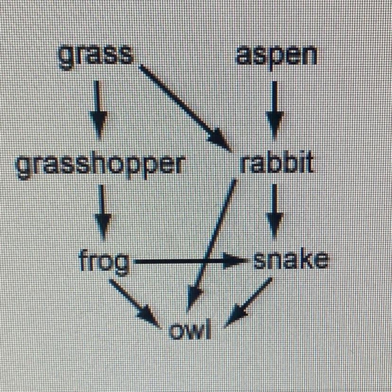 Which of the following is an energy pyramid for the food web below?-example-1