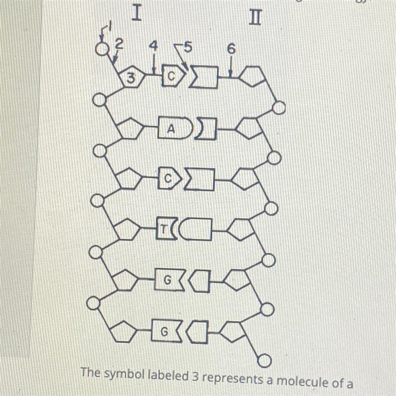 Base your answer on the diagram below which represents a portion of a double-stranded-example-1