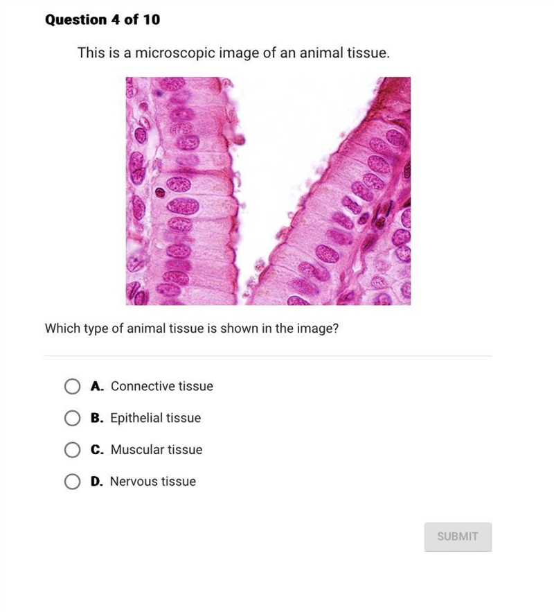 Which type of animal tissue is shown in the image?-example-1