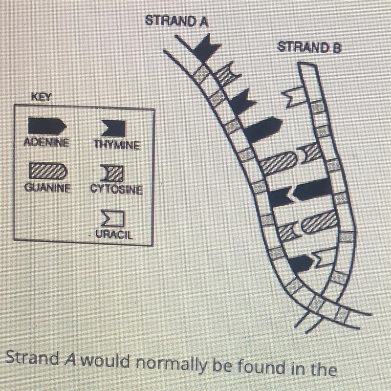 Base your answer on the diagram below and on your knowledge of biology. Strand A would-example-1