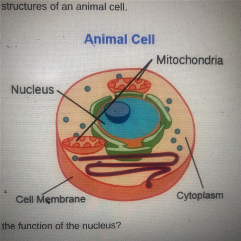 The diagram below shows four labeled structures of an animal cell. Animal Cell Mitochondria-example-1