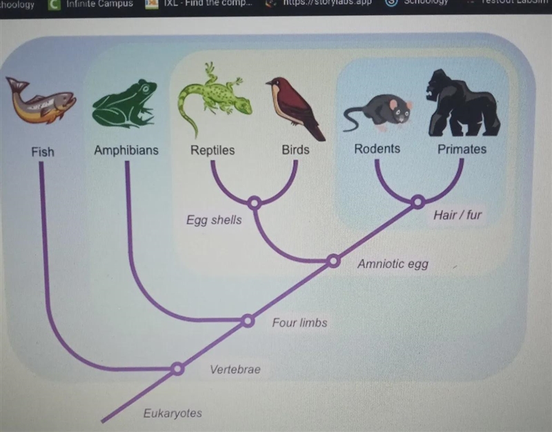 According to this cladogram, what do amphibians and birds have in common? 1. Four-example-1