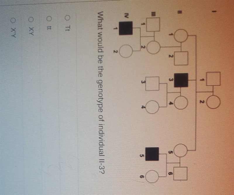 What would be the genotype of individual 11-3 Tt tt XY X'Y USE PHOTO!!​-example-1