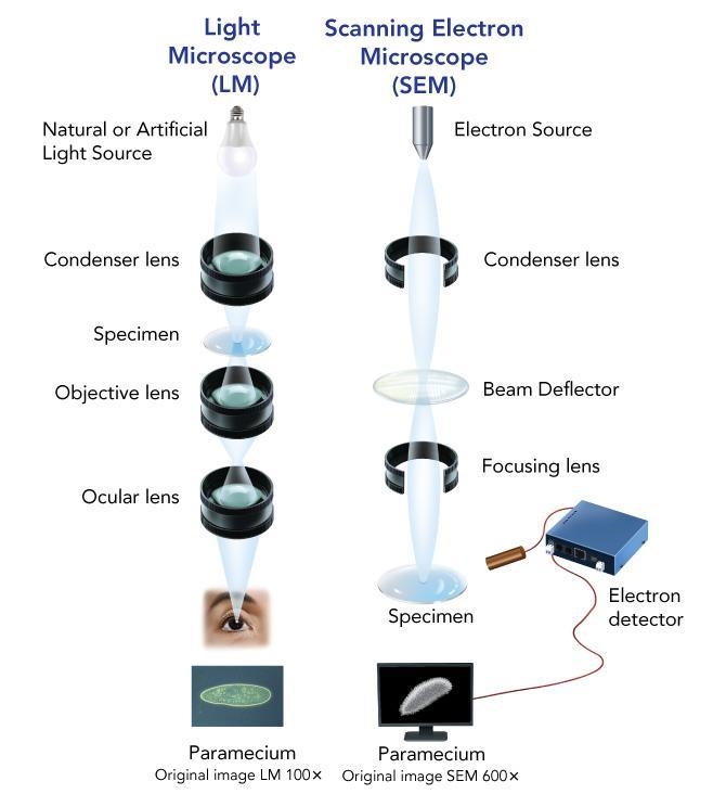 Benefits of Microscopes 3. Consider the technology behind each type of microscope-example-1