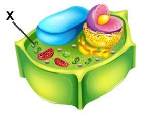 Which organelle is marked with an X?-example-1