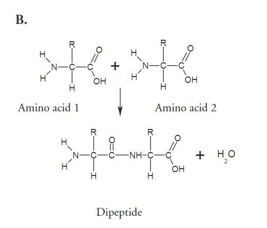 15. What are the reactants of reaction B? 16. When the two molecules in reaction B-example-1