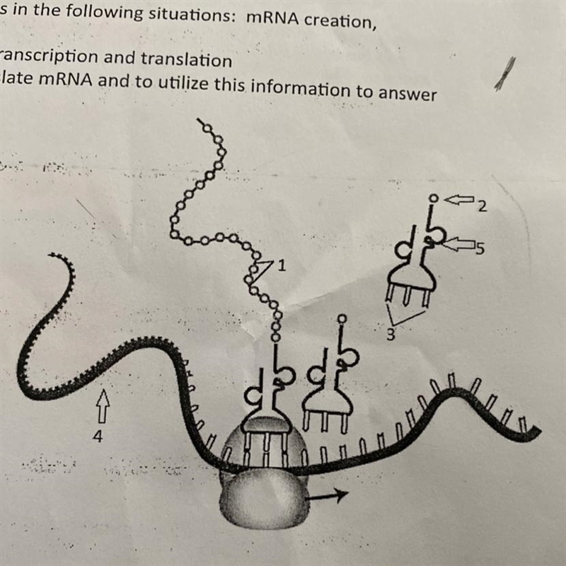 Identify the process shown in the diagram to the right-example-1