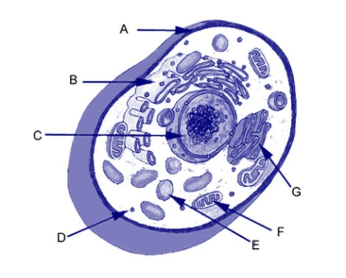 Which cell structure is responsible for energy production? Question 15 options: Structure-example-1