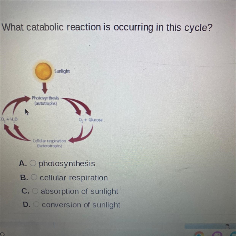 What catabolic reaction is occurring in this cycle? A. photosynthesis B. cellular-example-1