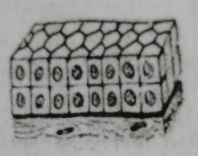 Name the tissues shown in the figure and write any three function of that issue....​-example-1