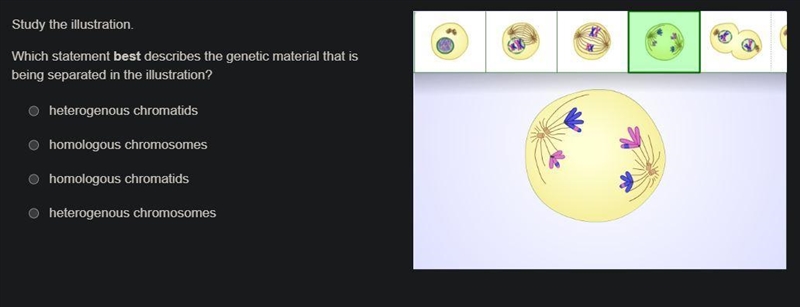 Study the illustration. Which statement best describes the genetic material that is-example-1