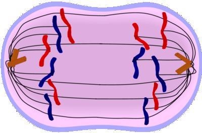 What phase of mitosis is pictured? Metaphase Prophase Telophase Anaphase-example-1