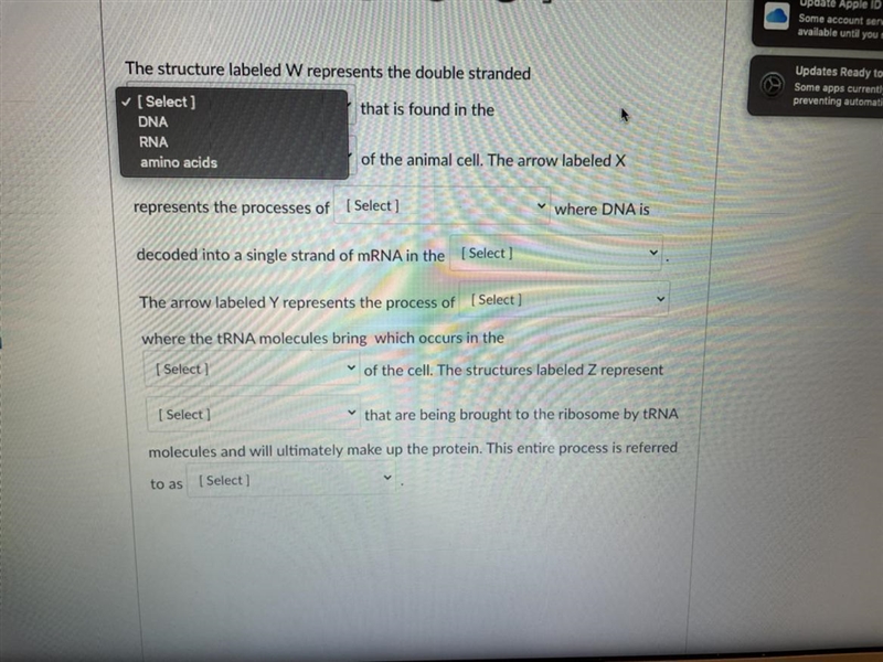 1st. Drop down menu A.DNAB.RNAC.amino acids 2nd drop down menu A.mitochondria B. Nucleus-example-1