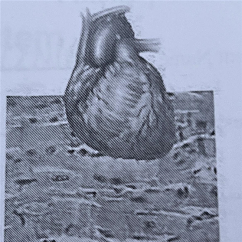 What is the predominant type of muscle in the image? (A) skeletal (B) cardiac (C) smooth-example-1