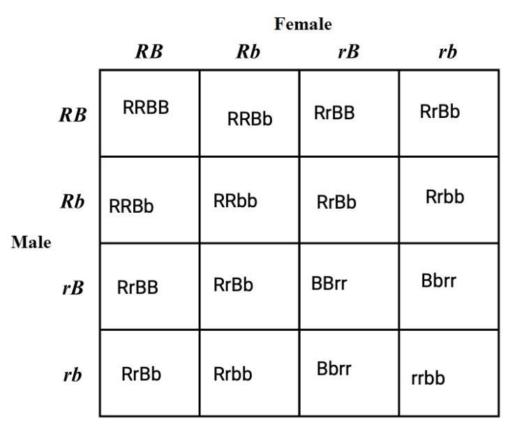 What are four possible phenotypes in this dihybrid punnett square?-example-1