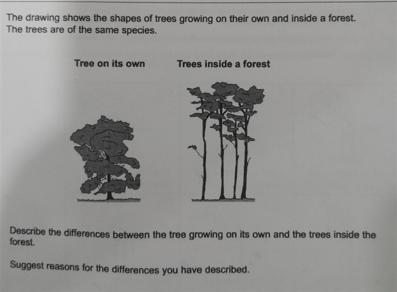 The drawing shows the shapes of trees growing on their own and inside a forest. The-example-1