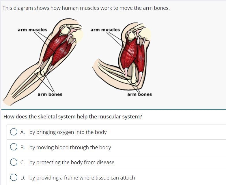 How does the skeletal system helps the muscular system?-example-1