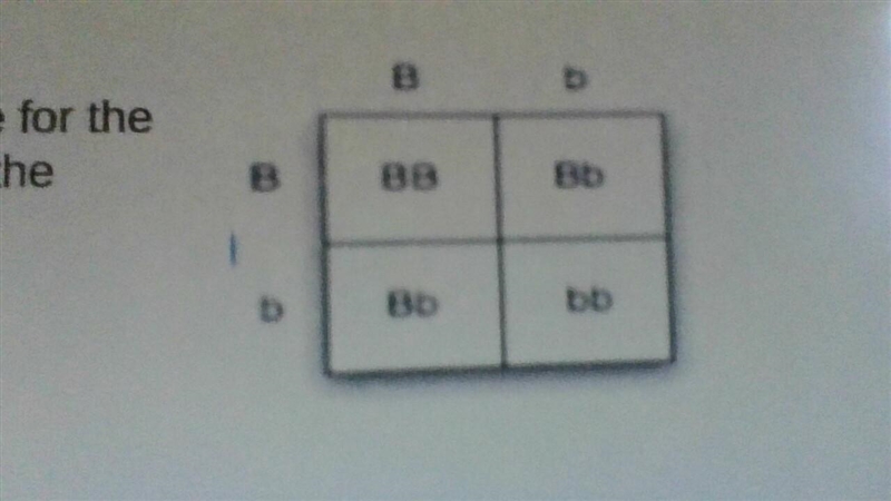 Look at the Punnet Square. What is the phenotype for the parents' fur? The dominant-example-1