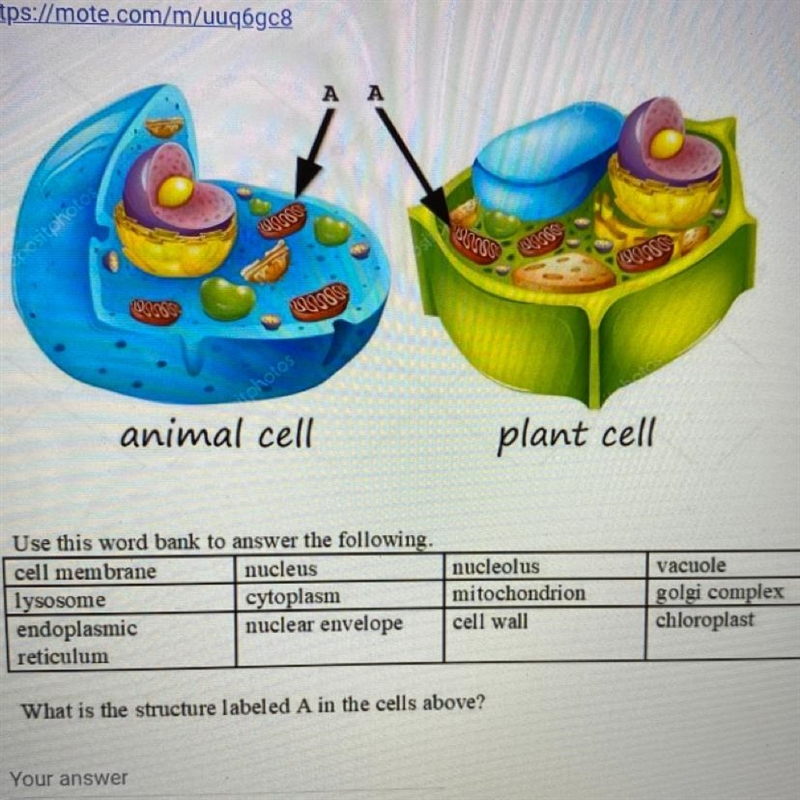 What is the structure labeled A in the cells above?-example-1