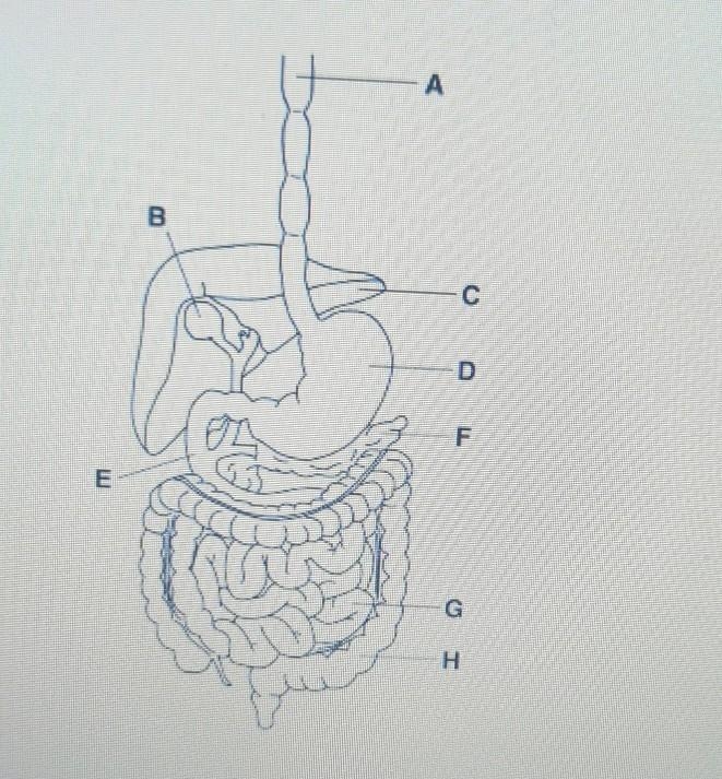 Which structure in the figure above produces bile? A B C D​-example-1