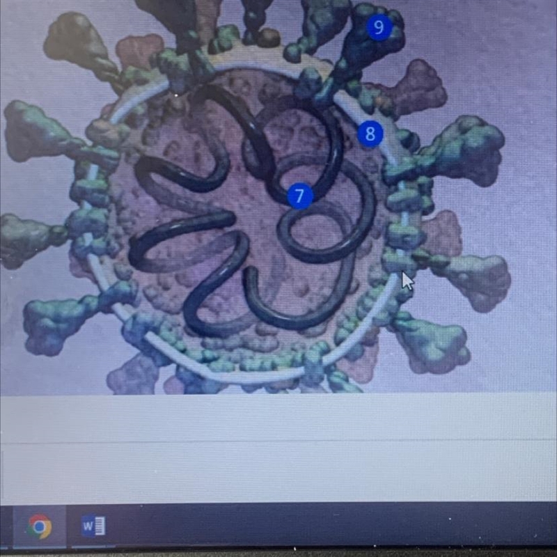 Identify the parts of the SARA-CoV-2 virus 7.type the correct part of the virus, indicated-example-1