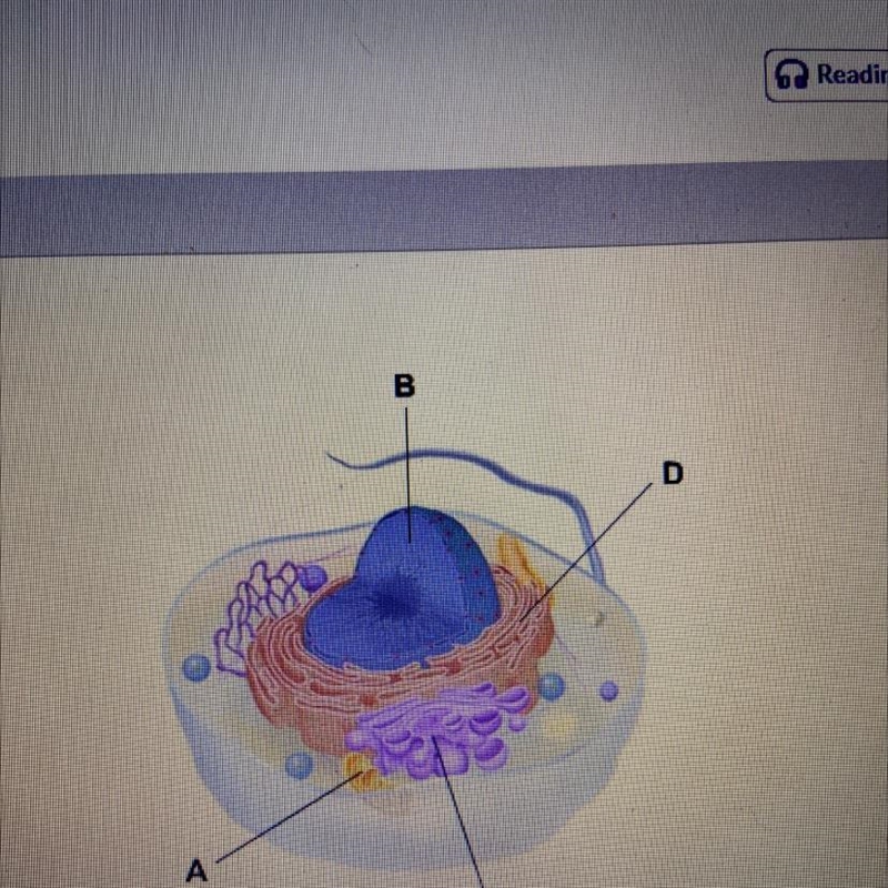 Examine the illustration. Which structure in the cell contains the cell's genetic-example-1