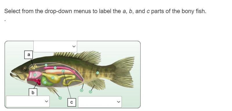 I NEED HELP THIS IS TIMED Select from the drop-down menus to label the a, b, and c-example-1