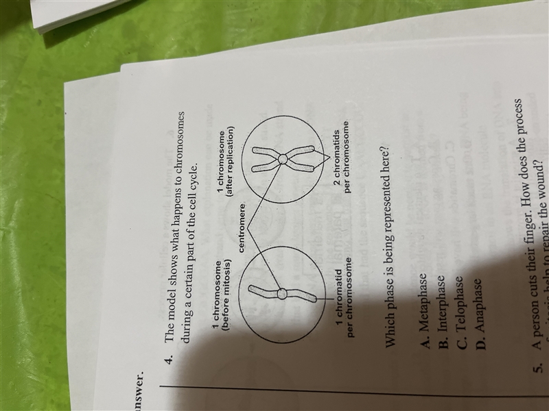 The model shows what happens to chromosomes during a certain part of the cell cycle-example-1