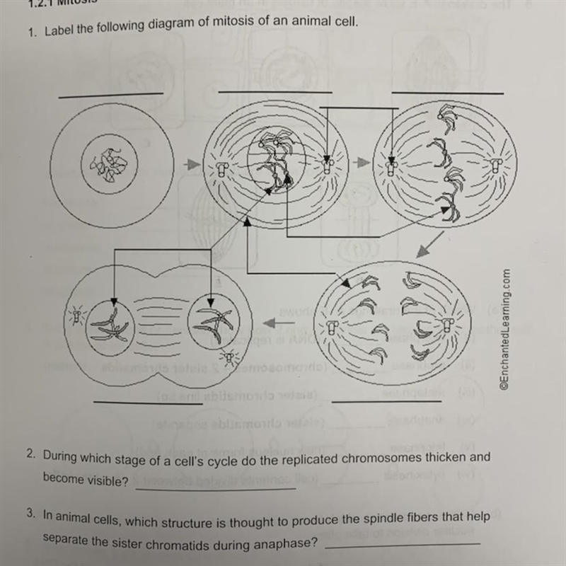 Label the following Diagram of mitosis of an animal cell-example-1