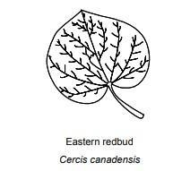 I'm making a dichotomous key and I don't know how to tell the difference between these-example-2