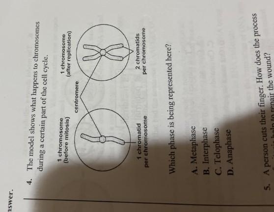 The model shows what happens to chromosomes during a certain part of the cell cycle-example-1