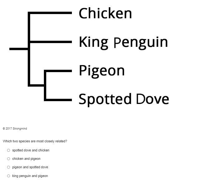 Which two species are most closely related?A. spotted dove and chickenB. chicken and-example-1